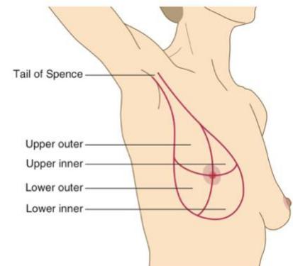 Breast quadrants and axillary tail